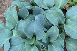 Silver Bullet, Hosta New 2024